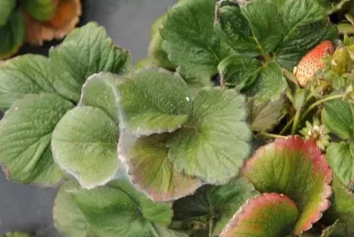 strawberry Spirotetramat strawberry Spirotetramat