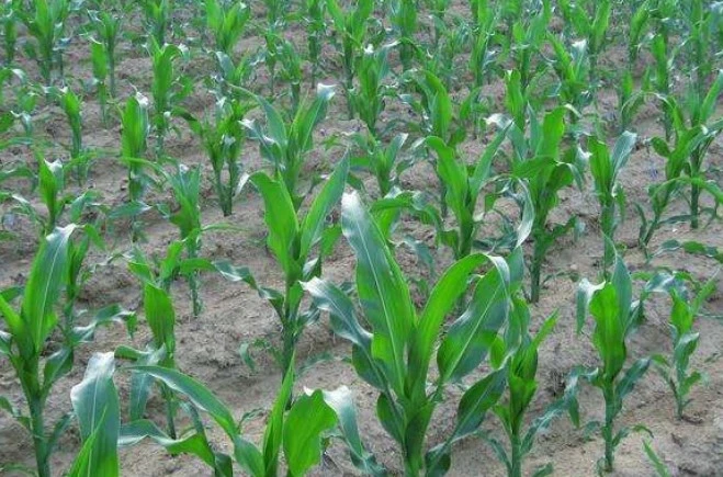corn field weedicide
